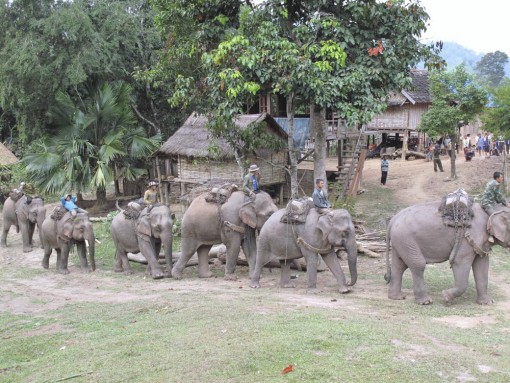 elephant.jpg